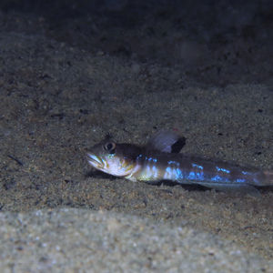 Oxyurichthys 印度尼西亚 Indonesia , 马鲁古 Maluku , 安汶 Ambon @LazyDiving.com 潜水时光