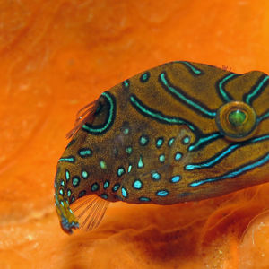 Canthigaster papua 中苏拉威�西 Central Sulawesi , 托利托利 Toli Toli @LazyDiving.com 潜水时光