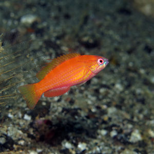 Paracheilinus nursalim Paracheilinus nursalim 印度尼西亚 Indonesia , 马鲁古 Maluku , 安汶 Ambon @LazyDiving.com 潜水时光