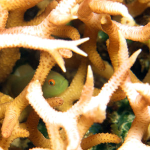 Paragobiodon xanthosoma 中苏拉威西 Central Sulawesi , 帕瑞吉 Parigi @LazyDiving.com 潜水时光