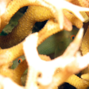 Paragobiodon xanthosoma 中苏拉威西 Central Sulawesi , 帕瑞吉 Parigi @LazyDiving.com 潜水时光