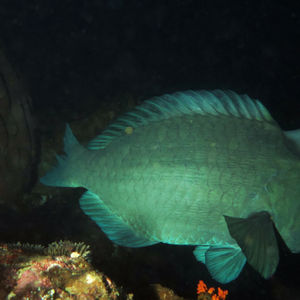 Bolbometopon muricatum Bolbometopon muricatum 印度尼西亚 Indonesia , 马鲁古 Maluku , 班达群岛 Banda Islands @LazyDiving.com 潜水时光