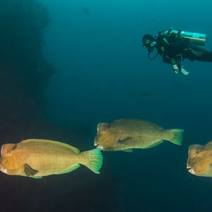 Bolbometopon muricatum 印度尼西亚 Indonesia , 巴厘岛 Bali , 图蓝本 Tulamben @LazyDiving.com 潜水时光