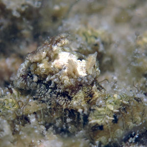 Pelagella albopunctata Pelagella albopunctata 菲律宾 Philippines , 朗布隆 Romblon @LazyDiving.com 潜水时光