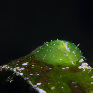 Petalifera punctulata 中苏拉威西 Central Sulawesi , 托利托利 Toli Toli @LazyDiving.com 潜水时光