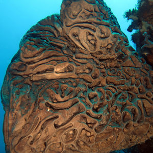 Central Sulawesi Salvador Dali sponges Petrosia plana