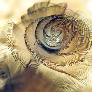Phoronis australis Phoronis australis 印度尼西亚 Indonesia , 北苏拉威西 North Sulawesi , 邦卡岛 Bangka @LazyDiving.com 潜水时光