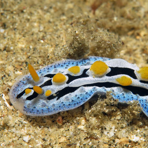 Phyllidia coelestis 中苏拉威西 Central Sulawesi , 托利托利 Toli Toli @LazyDiving.com 潜水时光