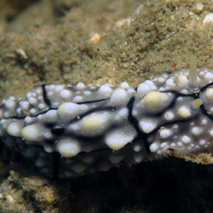 Phyllidia elegans Phyllidia elegans Indonesia 印度尼西亚 Toli Toli 托利托利 @LazyDiving.com 潜水时光