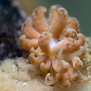 Phyllodesmium Phyllodesmium 菲律宾 Philippines , 朗布隆 Romblon @LazyDiving.com 潜水时光