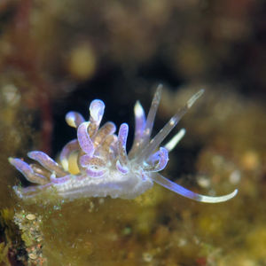 Phyllodesmium macphersonae 印度尼西亚 Indonesia , 巴厘岛 Bali , 图蓝本 Tulamben @LazyDiving.com 潜水时光