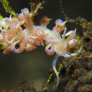 Phyllodesmium poindimiei Phyllodesmium poindimiei 印度尼西亚 Indonesia , 阿洛群岛 Alor @LazyDiving.com 潜水时光