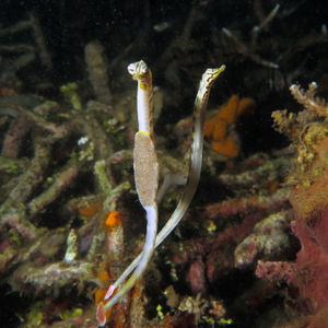 Corythoichthys intestinalis 印度尼西亚 Indonesia , 北苏拉威西 North Sulawesi , 蓝碧 Lembeh @LazyDiving.com 潜水时光