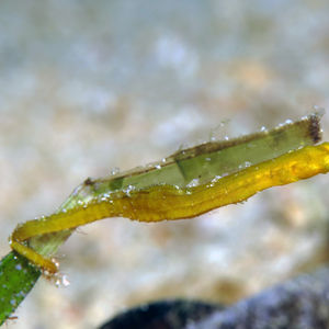Acentronura breviperula 印度尼西亚 Indonesia , 北苏拉威西 North Sulawesi , 邦卡岛 Bangka @LazyDiving.com 潜水时光