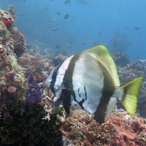 Platax batavianus 印度尼西亚 Indonesia , 四王群岛 Raja Ampat @LazyDiving.com 潜水时光