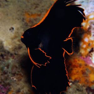 Platax pinnatus 印度尼西亚 Indonesia , 安汶 Ambon @LazyDiving.com 潜水时光