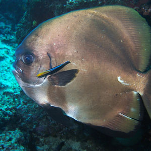 Platax boersii 印度尼西亚 Indonesia , 四王群岛 Raja Ampat @LazyDiving.com 潜水时光