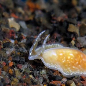 Platyhelminthes 印度尼西亚 Indonesia , 巴厘岛 Bali , 艾湄湾 Amed Bay @LazyDiving.com 潜水时光