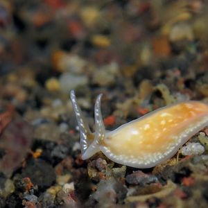 Platyhelminthes 印度尼西亚 Indonesia , 巴厘岛 Bali , 艾湄湾 Amed Bay @LazyDiving.com 潜水时光