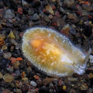 Platyhelminthes 印度尼西亚 Indonesia , 巴厘岛 Bali , 艾湄湾 Amed Bay @LazyDiving.com 潜水时光