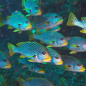 Plectorhinchus lineatus 印度尼西亚 Indonesia , 四王群岛 Raja Ampat @LazyDiving.com 潜水时光