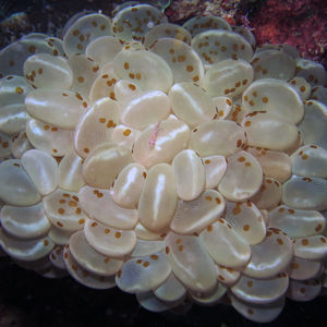 Plerogyra sinuosa 印度尼西亚 Indonesia , 达拉湾 Derawan @LazyDiving.com 潜水时光