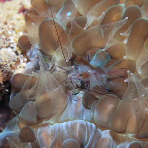 Plerogyra sinuosa 印度尼西亚 Indonesia , 达拉湾 Derawan @LazyDiving.com 潜水时光