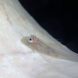 Pleurosicya elongata Pleurosicya elongata Indonesia 印度尼西亚 Toli Toli 托利托利 @LazyDiving.com 潜水时光