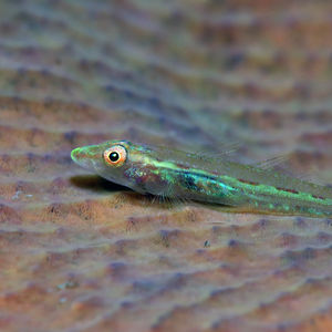 Pleurosicya elongata 中苏拉威西 Central Sulawesi , 栋加拉 Donggala @LazyDiving.com 潜水时光