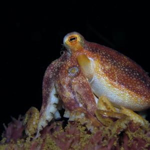 Amphioctopus mototi 印度尼西亚 Indonesia , 安汶 Ambon @LazyDiving.com 潜水时光