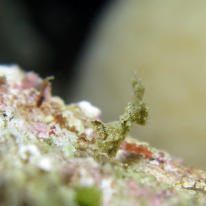 Polycera japonica 印度尼西亚 Indonesia , 锡奥岛 Siau island @LazyDiving.com 潜水时光