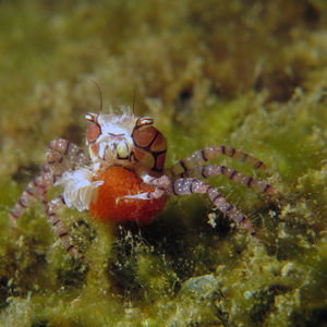 Lybia tessellata 印度尼西亚 Indonesia , 安汶 Ambon @LazyDiving.com 潜水时光