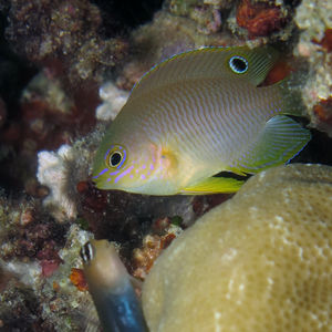 Pomacentrus amboinensis 印度尼西亚 Indonesia , 托吉安群岛 Togian , Kadidiri @LazyDiving.com 潜水时光