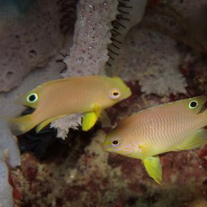 Pomacentrus amboinensis 菲律宾 Philippines , 朗布隆 Romblon @LazyDiving.com 潜水时光