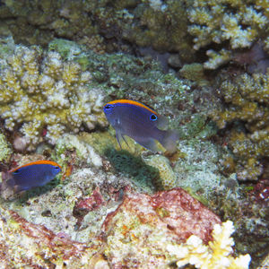 Pomacentrus indicus 马尔代夫 Maldives @LazyDiving.com 潜水时光