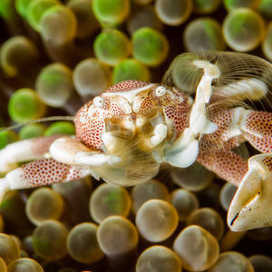 Neopetrolisthes maculatus 印度尼西亚 Indonesia , 巴厘岛 Bali , 图蓝本 Tulamben @LazyDiving.com 潜水时光