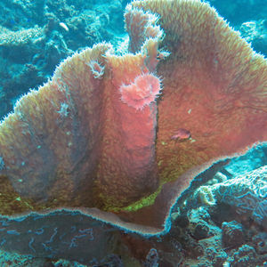 Porifera 中苏拉威西 Central Sulawesi , 帕瑞吉 Parigi @LazyDiving.com 潜水时光