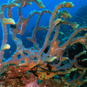 Porifera 中苏拉威西 Central Sulawesi , 帕瑞吉 Parigi @LazyDiving.com 潜水时光