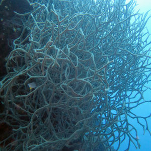 Porifera 中苏拉威西 Central Sulawesi , 帕瑞吉 Parigi @LazyDiving.com 潜水时光