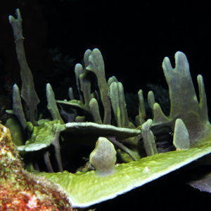 Porifera 中苏拉威西 Central Sulawesi , 帕瑞吉 Parigi @LazyDiving.com 潜水时光