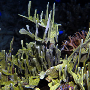 Porifera 中苏拉威西 Central Sulawesi , 帕瑞吉 Parigi @LazyDiving.com 潜水时光