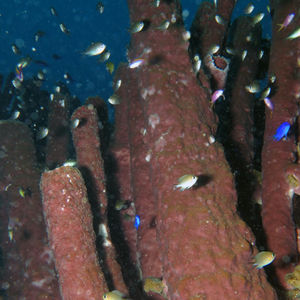 Porifera 印度尼西亚 Indonesia , 托吉安群岛 Togian , Bomba @LazyDiving.com 潜水时光