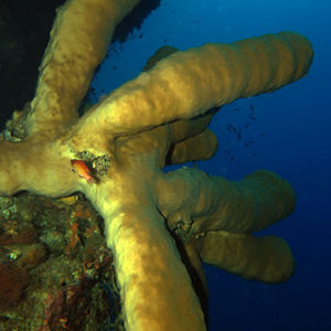 Porifera 印度尼西亚 Indonesia , 托吉安群岛 Togian , Bomba @LazyDiving.com 潜水时光