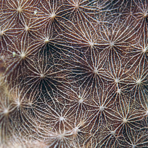 Porifera Porifera 印度尼西亚 Indonesia , 达拉湾 Derawan @LazyDiving.com 潜水时光