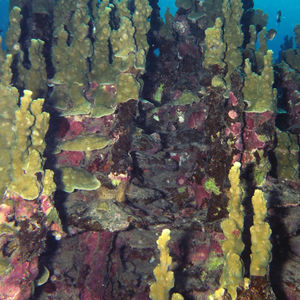 Porites rus 印度尼西亚 Indonesia , 托吉安群岛 Togian , Una Una @LazyDiving.com 潜水时光