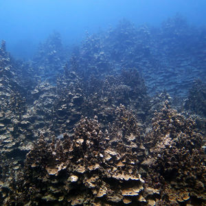 Porites rus 印度尼西亚 Indonesia , 托吉安群岛 Togian , Una Una @LazyDiving.com 潜水时光