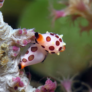 Primovula rosewateri 东帝汶 Timor-Leste @LazyDiving.com 潜水时光