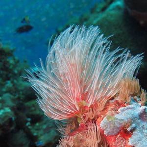 Protula bispiralis 印度尼西亚 Indonesia , 巴厘岛 Bali , 艾湄湾 Amed Bay @LazyDiving.com 潜水时光