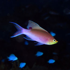 Pseudanthias tuka 中苏��拉威西 Central Sulawesi , 帕瑞吉 Parigi @LazyDiving.com 潜水时光