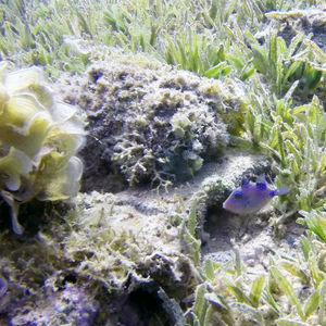 Pseudobalistes fuscus 埃及 Egypt , ��达哈卜  Dahab @LazyDiving.com 潜水时光